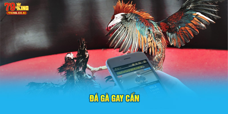 Đá gà gay cấn